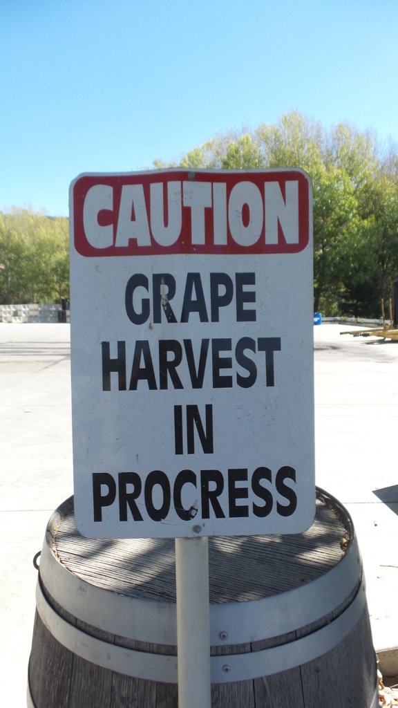 Wine harvest season